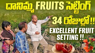 దానిమ్మ Fruits సెట్టింగ్ 34 రోజుల్లోExcellent fruit settingpomogranate farming horticulture [upl. by Aiuqcaj]