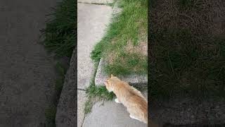 Garfield Eating Grass Funny Cat 🐈 [upl. by Bili208]