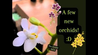 a few new orchids D [upl. by Hitoshi]