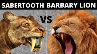 SaberToothed TigerSmilodon vs Barbary Lion [upl. by Naanac293]