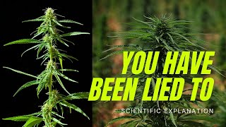 Is there a difference between Sativa and Indica Science Explained [upl. by Kirad]