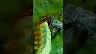 Killer Assassin Bug vs Caterpillar insect [upl. by Stuart]