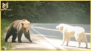 Alabai dog stop Bear Attacks  Top 5 Animals Face Off [upl. by Adaven]