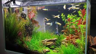 Planted fish tank 55L [upl. by Einiffit]