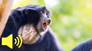 What does a Monkey sound like Siamang Ape  Animal Sounds [upl. by Eldredge]