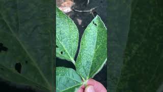 Downy Mildew on Soybeans Identifying and Managing the Disease [upl. by Bevash]