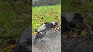 Baby Magpie begging for Food  too cute [upl. by Aleacem]