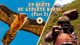 EN QUÊTE DU GYPAÈTE BARBU Part 2  PHOTOGRAPHIE ANIMALIÈRE [upl. by Amikahs]