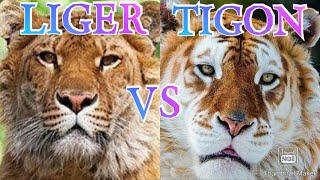 LIGER VS TIGON Who Would Win [upl. by Martelli]