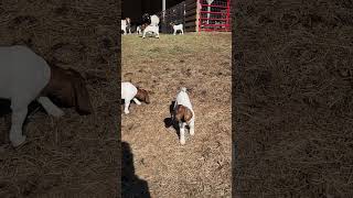 21 Babies Outside babygoats goat boergoats goatlife goatineveryday [upl. by Edualc498]