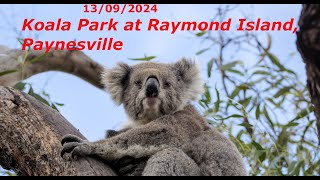 KOALA PARK RAYMOND ISLAND Paynesville [upl. by Yann664]