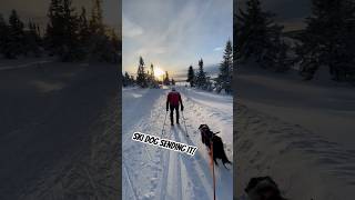 Unbelievable Ski Adventure with the Dream Skiing Dog on Christmas Day sjusjøen skijoring skidog [upl. by Teerprug]