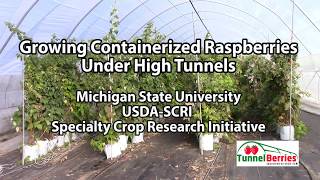 Growing Containerized Raspberries Under High Tunnels [upl. by Annuaerb]