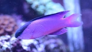 Care for Black Cap Basslet Gramma melacara 黑帽 [upl. by Bakemeier]