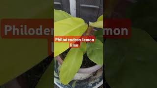 Information about Philodendron lemon lime youtubeshort shortsfeed viralvideos viralshorts [upl. by Mcfarland]