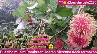 Rambutan bila tiba musim nya Inilah keistimewaanya Buah Tempatan rambutan tropicalfruits fruits [upl. by Baiel]