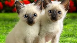 Animal Planet  Cats 101  Siamese [upl. by Krever926]