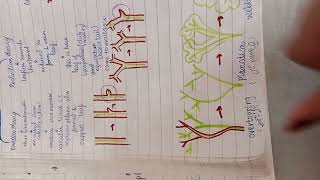 evolution of leaf 🌿 enation theory reduction theory webed theory [upl. by Bolten]