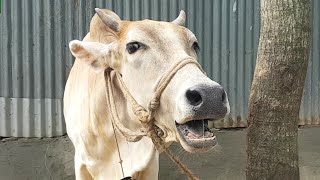 Village 6 Cow Mooing Cow Sound Cow Standing Near The House Cow Want Grass Food [upl. by Simmons843]