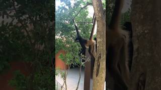 🇲🇽 Monkeys at Grand Sirenis Riviera Maya TravelWorldExperiences travel animals vacation [upl. by David897]