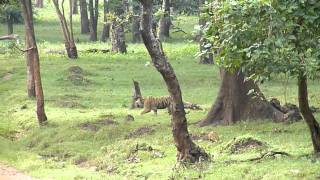 Tiger seen during Safari at Kabini River Lodge near Bangalore [upl. by Okram85]