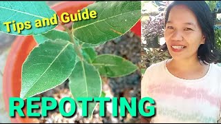 PAANO ALAGAAN ANG LAUREL PLANT O BAY LEAF Part 3REPOTTINGLAURUS NOBILIS PLANT CARE [upl. by Yrelbmik]