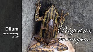 Common tree frog Polypedates leucomystax  part 2 [upl. by Hightower530]