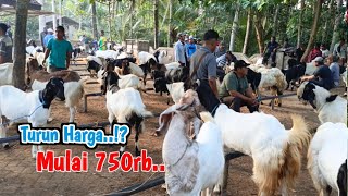 750Rb 🔥🔥HARI INI HARGA KAMBING CEMPE JUMBOAN TURUN HARGA DIPASAR PAHING TRENGGALEK‼️HargaTernak [upl. by Llednol]