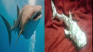 Whale Shark  Aluminum Foil Sculpture [upl. by Sidon]