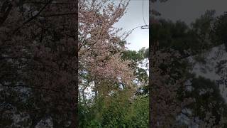 Cherry Blossom 🌸 in Shillong  Meghalaya 🇮🇳 [upl. by Hoban]