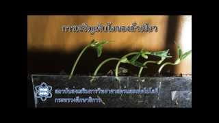 การเจริญเติบโตของถั่วเขียว Seedling growth [upl. by Kazue]