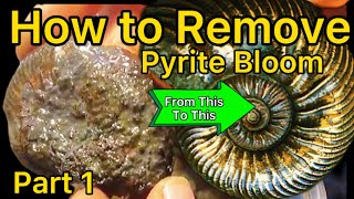 How to Prep Pyrite Ammonites Dremel 290 Part 1 of 4 [upl. by Vandyke749]