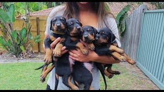 Doberman Puppies Birth to 8 weeks old [upl. by Eiramlehcar]