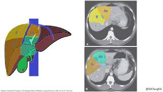 Liver Anatomy [upl. by Htidirrem]