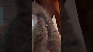 Ticks on cats Bunghole [upl. by Inihor581]