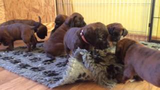 Hannoverscher Schweisshund puppies 4 weeks [upl. by Rizzo]