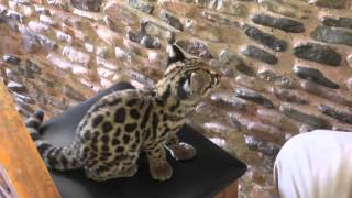 Margay kitten in Honduras [upl. by Appilihp744]