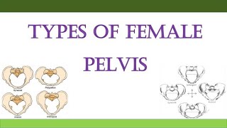 Types of Female Pelvis [upl. by Greggory]