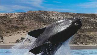 BALLENA FRANCA AUSTRAL PROV DE CHUBUT ARGENTINAwmv [upl. by Nnyletak]