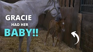 Gracie had her baby Live foal birth amp Aftermath [upl. by Zasuwa]