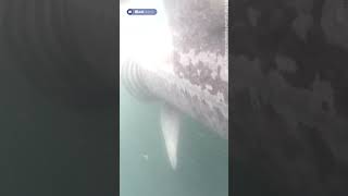 Endangered basking shark struck by a boat in shocking footage [upl. by Elicia]