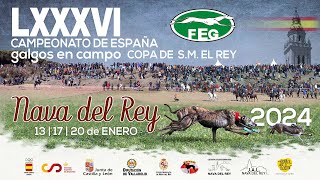 Gala LXXXVI Campeonato de España de Galgos en Campo Copa de SM El Rey [upl. by Cuttie992]