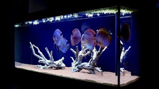 120 Gallon Discus Fish Aquarium  Juwel Rio 400 [upl. by Aner163]