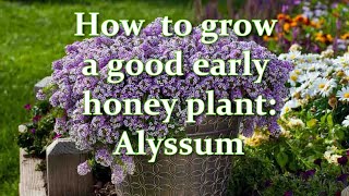 Seedlings in 4 days I sow this way How to Grow Alyssum Flower from Seeds  Alexas Garden [upl. by Mccullough]