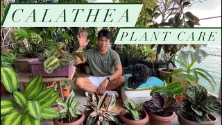 Calathea Plant Care  Prayer Plant Guide and tips [upl. by Linson]