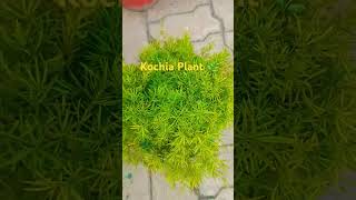 Bassia Scoparia plant 🌿 kochia garden flowerbeauty nature [upl. by Steady150]