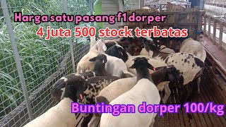 harga domba F1 dorper  buntingan Dorper FB cek USG [upl. by Peggi]