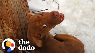 Puppy Abandoned In A Snowstorm Demands All His Dads Attention Now  The Dodo [upl. by Notsuh]