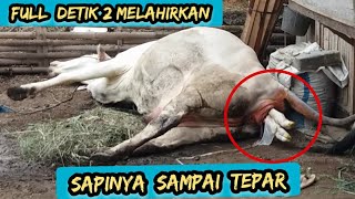 Proses Sapi Melahirkan Alami Full Dari Awal [upl. by Amedeo371]