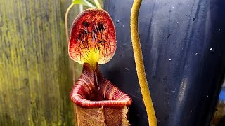 Species spotlight  Nepenthes lowii [upl. by Yllib]